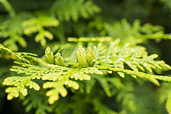 THUJA OCCIDENTALIS