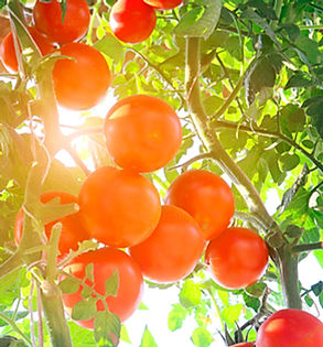 HORTICULTURE AGRICULTURE